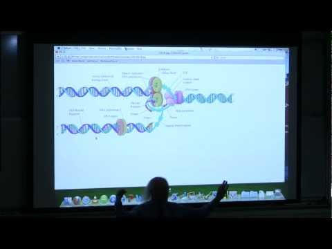 #16 BB 350 DNA Replication I - Kevin Ahern&rsquo;s Biochemistry Online