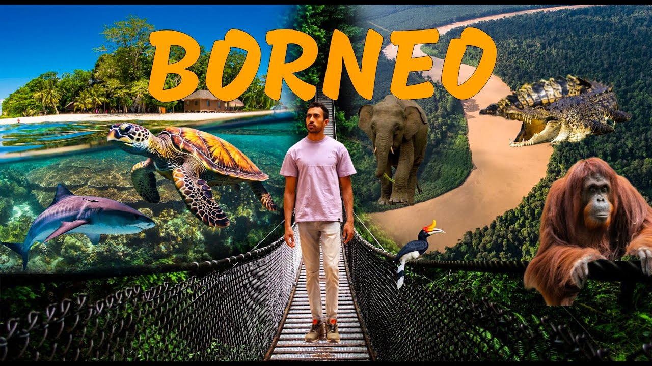 🌏 BORNEO'S HIDDEN GEMS: UNCOVERING WILDLIFE AND DIVING SPOTS 🏝️ | 🤔 واش ...