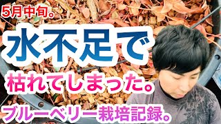 水不足で枯れたブルーベリーを紹介。対処法も紹介。ブルーベリー栽培記録【岩手県】