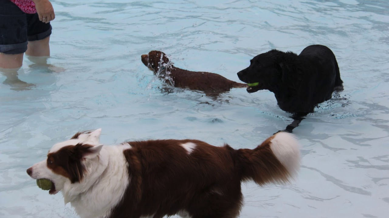 Dog Swim - YouTube