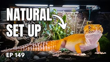 Bioactive Leopard Gecko Setup