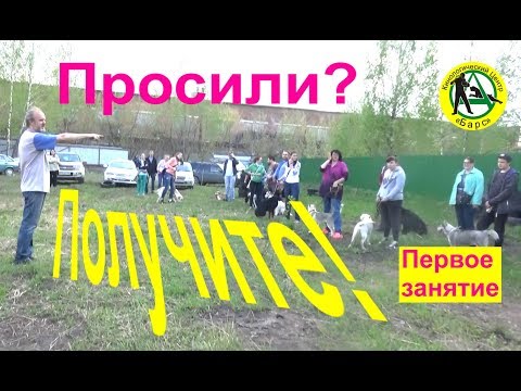 Первое занятие  Кинологический центр Барс  Дрессировка собак в Новосибирске