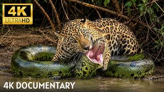 Predators of the Amazon Rainforest – Hunters That Control Life and Death | 4K Nature Documentary