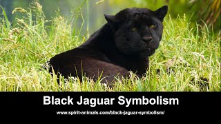 Black Jaguar Symbolism