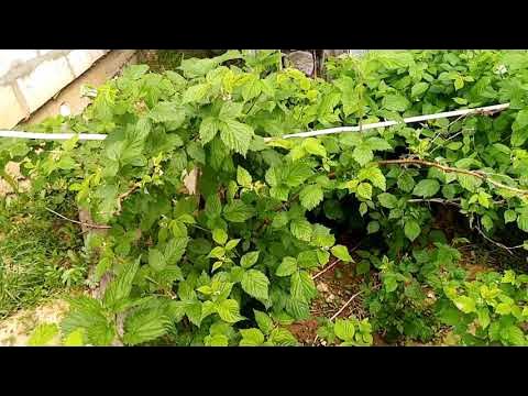 Сохнут кусты малины. Вертициллез малины. Малина ремонтантная листья. Сохнут кусты малины. Засыхают листья на малине.