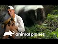Gambá listrado fareja o Frank no deserto | Perdido na Califórnia | Animal Planet Brasil
