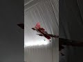 Eflite umx Eratix 3D Flat Foamy just gliding smoothly through the AIR 🫡🛫#rcplanes#rclife#rawfootage