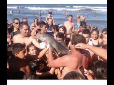 Muere delfín bebé tras sacarlo del mar para tomarse una selfie