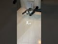 ポコペンにボール投げてみたら、上手くキャッチ出来るかな？If you throw a ball at a cat, will you be able to catch it?#short #ポコペン
