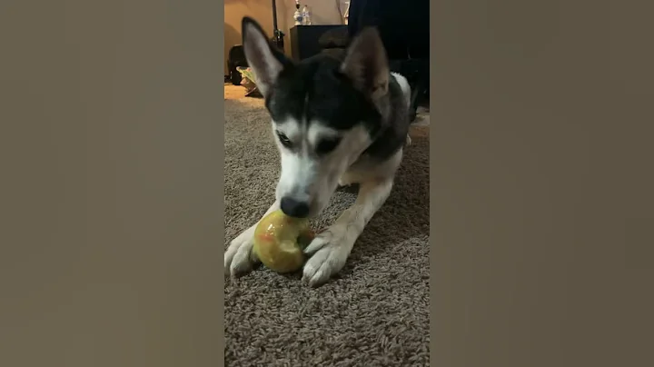 Siberian Husky girl
