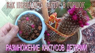 Домашние кактусы.Как пересадить кактус в горшок.Размножение кактусов детками.Potted cactus Домашние кактусы.Как пересадить кактус в горшок.Размножение кактусов детками.Potted cactus