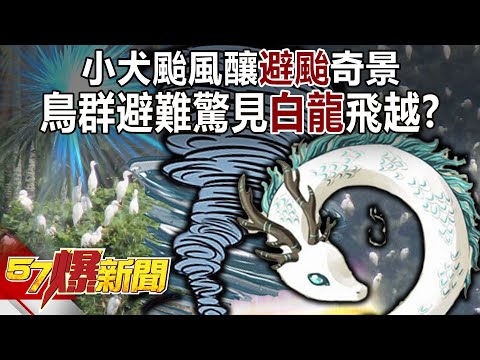 小犬颱風釀「避颱」奇景！ 鳥群避難驚見「白龍」飛越？！-康仁俊 徐俊相《57爆新聞》網路獨播版-2100 2023.10.04