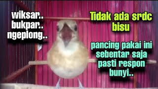 srdc ngeriwik kasar, ampuh untuk pancingan srdc bahan biar bunyi, srdc ngeplong, srdc buka paruh,