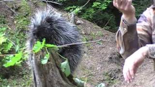 Porcupine at the "Steve Kroschel Wildlife Center" in Haines, Alaska.