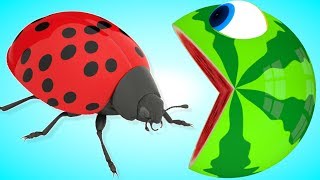 Pacman Watermelon meets a Laydybug chansons de pacman friends song on farm