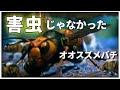 【ゆっくり解説】世界最大で最強のオオスズメバチは有益な虫だった