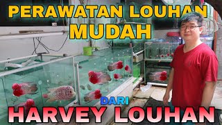 TUTORIAL Dari HARVEY LOUHAN TIPS PERAWATAN IKAN LOUHAN BARU BELI ONLINE Dan STOK TERBARU NYA