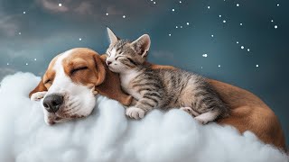 Healing Vibes! Watch Puppies and Kittens Dream Away Under Sweet Piano Tunes