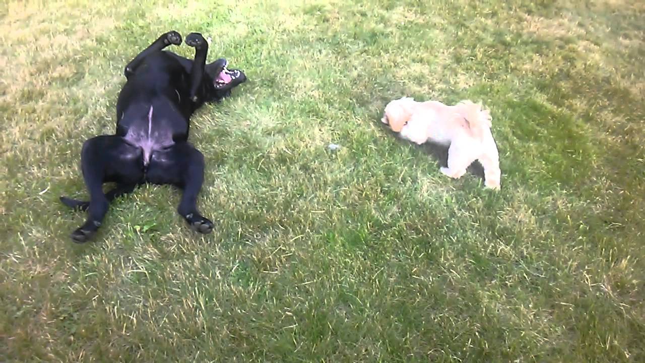 Shih Tzu and black lab YouTube