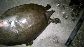 huge softshell turtle release
