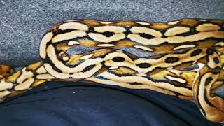 Suntiger het amel poss het purple