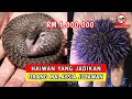 KAYA! HAIWAN YANG JADIKAN ORANG MALAYSIA JUTAWAN (TAK SANGKA)