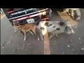 Dog mating Pig on the Street || X.NXX Dog and pig meeting and mate