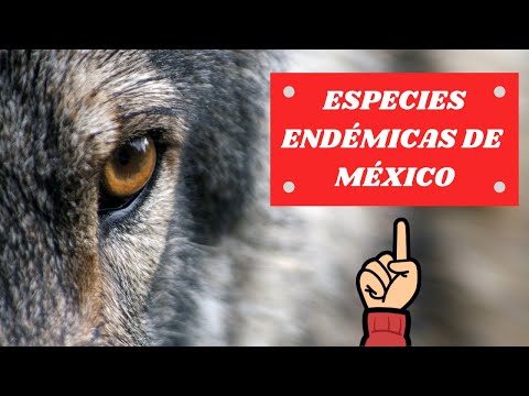 ESPECIES ENDÉMICAS DE