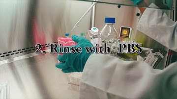 Step by step mammalian cell trypsinization​