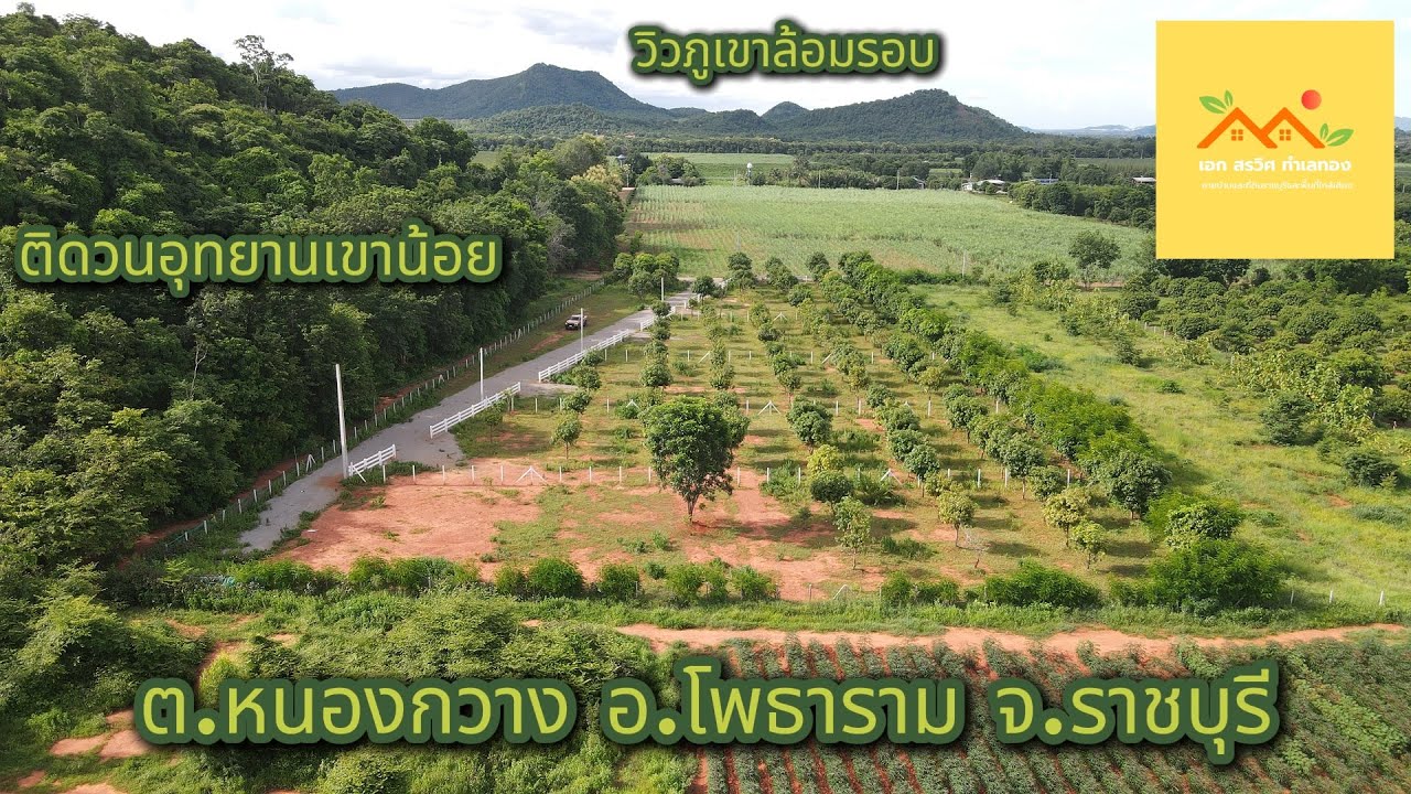 ที่ดินราชบุรีราคาถูก ที่วิวภูเขาล้อมรอบ ในที่มีมะม่วงพันธุ์แก้วขมิ้น พร้อมให้ผลผลิต EP.68