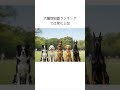 スタンダードプードルの雑学
