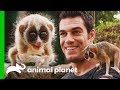 Dr. Evan Meets One Of The World&#39;s Most Fascinating Primates | Evan Goes Wild