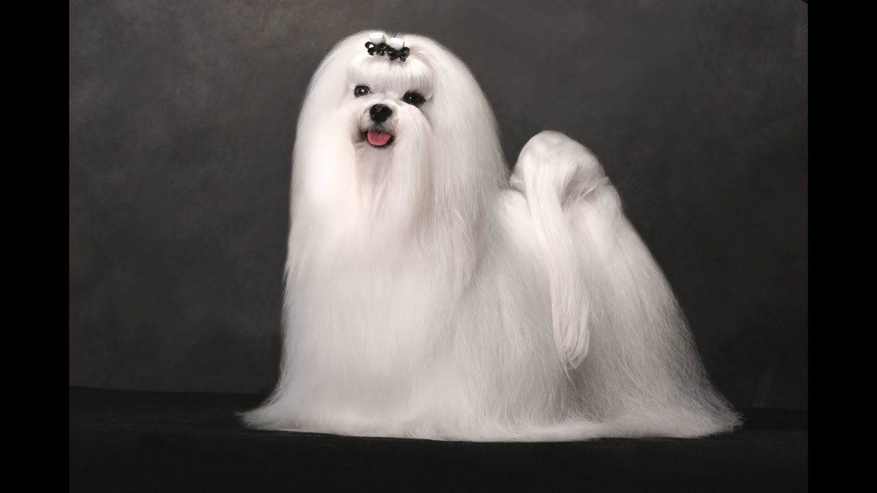 maltese dog long haired