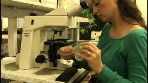 Replicative Life Span measurement in the Budding Yeast