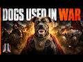 Military Dogs: The Evolution From Wolves to Warriors