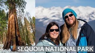 SEQUOIA NATIONAL PARK | VAN LIFE VLOG 13