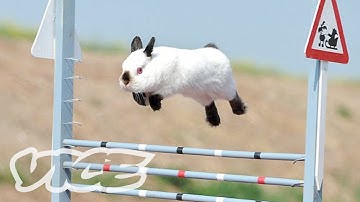 Cute Bunny Jumping Competition! | The Cute Show