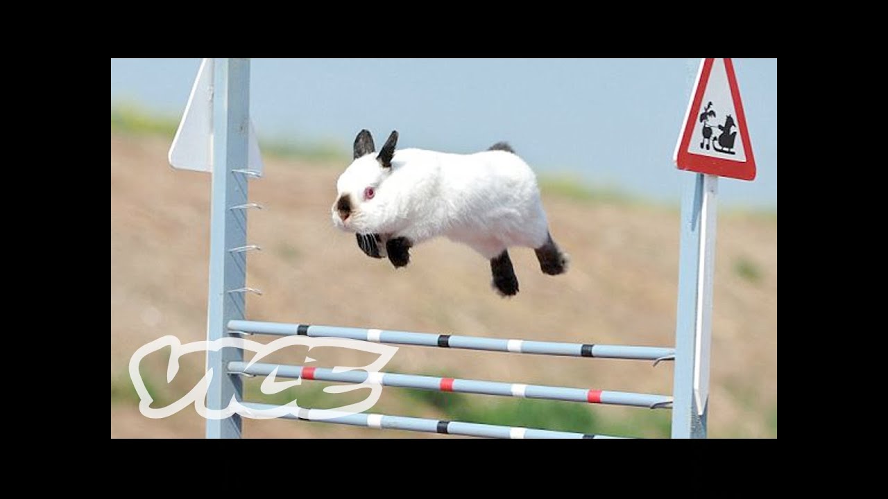 Cute Bunny Jumping Competition! | The Cute Show