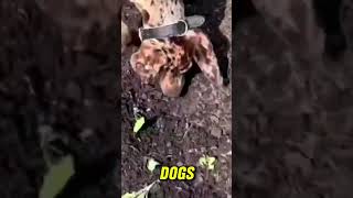 Catahoula Leopard Dog sled dog Fact #9 Watch the full video #dog #shortvideo #viral