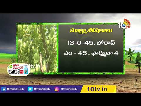 మామిడి సాగుతో లాభాలు ఆర్జిస్తున్న రైతు | Farmer Making Profits From mango farming | Matti Manishi