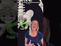 The Pelvis: A tale of two halves #anatomyrevision