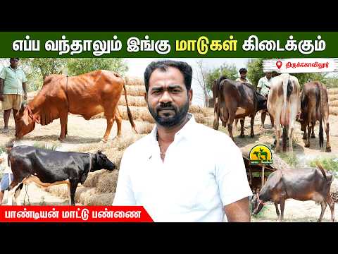 நேரா வந்து கறந்து பாத்து வாங்கிட்டு போங்க | Pandiyan cattle farm