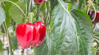 The agrifood revolution, part two