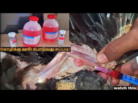 நாட்டு கோழிகளுக்கு ஆர்.டி.வி.கே  தடுப்பூசி போடுவது எப்படி? வெள்ளை கழித்தல்