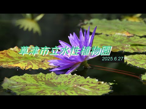 草津市水性植物園 20250627