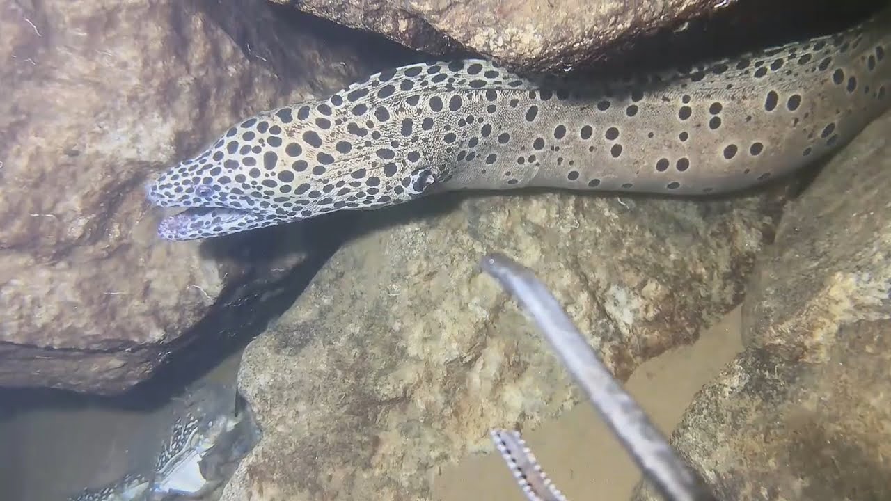 Diving for seafood, what did you catch today？ | Part 10