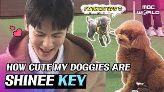 [C.C.] AWW SO CUTE!!!! My lovely little puppies are playing with my friend🐣❤️ #SHINEE #KEY