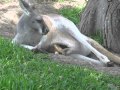 Video 001 - Madre Canguro y cria