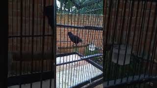 Burung Ciung Batu Kecil Gacor !!!