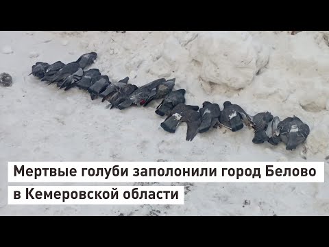 Мертвые голуби заполонили город Белово в Кемеровской области.